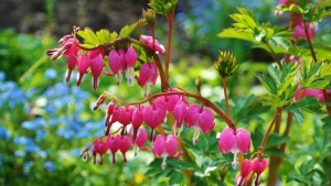 bleeding-heart-748549_1920